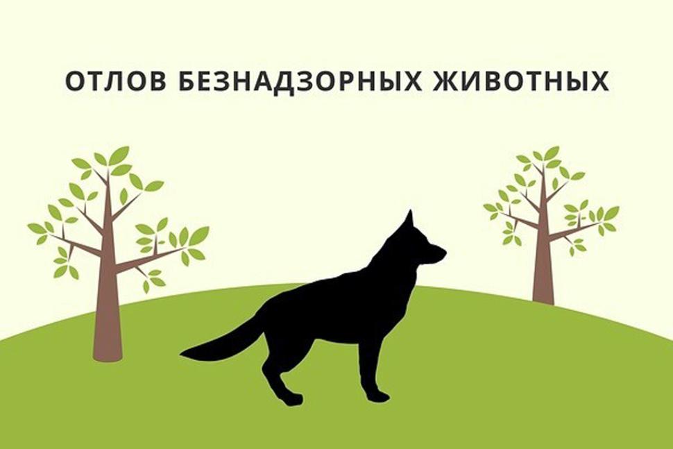 График планового отлова животных.