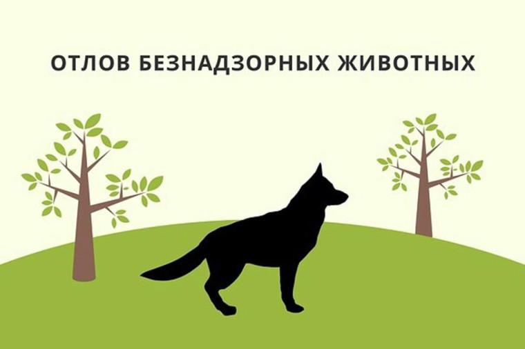 График планового отлова животных. График планового отлова животных.